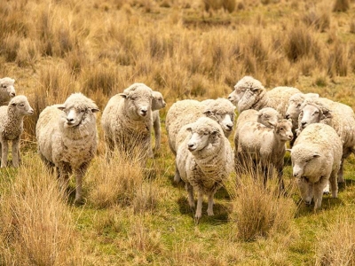 ¿Por qué la lana de oveja merino es tan apreciada?