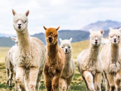 National Alpaca Day, Celebrating the Treasure of Perú