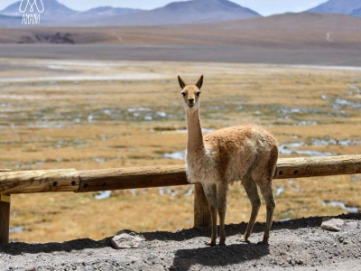 Vicuña: the golden fiber of the Andes, once worn only by history